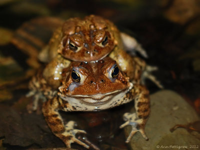 Breeding American Toads