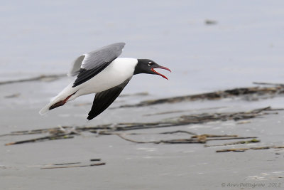 Laughing Gull