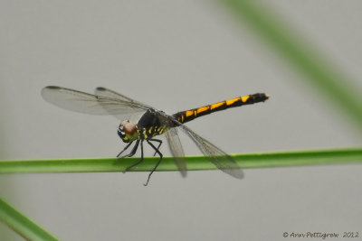 Seaside Dragonlet