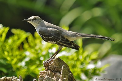 Northern Mockingbird