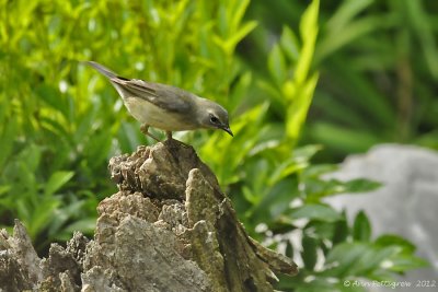 Black-throated Blue Warbler (Female)