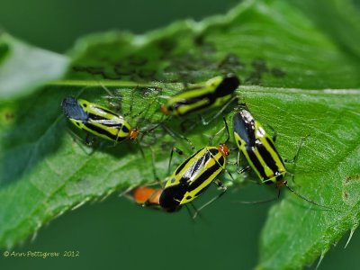 Four-lined Plant Bug