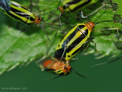 Four-lined Plant Bug