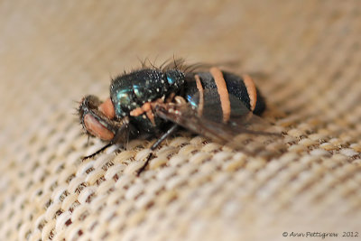 Blow Fly Infected with a Fungus