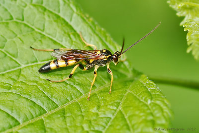 Sawfly sp. ????