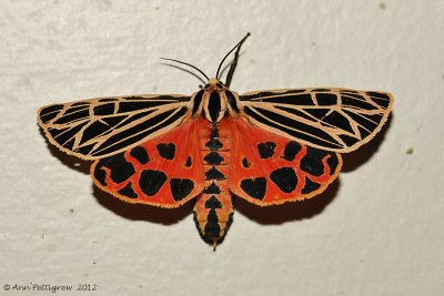 Virgin Tiger Moth