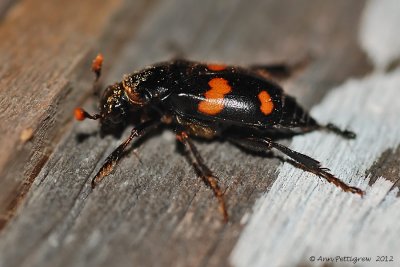 Carrion Beetle
