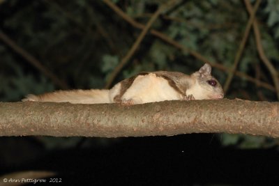 Southern Flying Squirrel