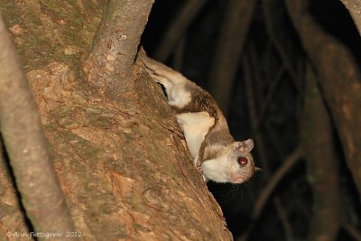 Southern Flying Squirrel