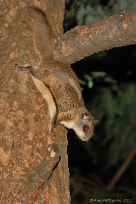 Southern Flying Squirrel