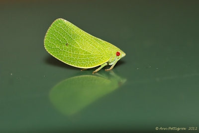 Planthopper