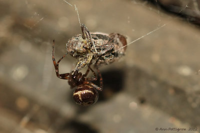 Cobweb-Weaver---0088.jpg