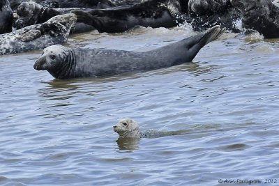 Harbor Seal & Gray Seals