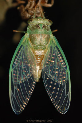 Dog-day Cicada