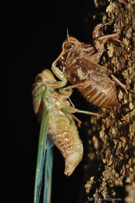 Dog-day Cicada