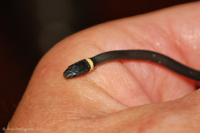 Ring-necked Snake