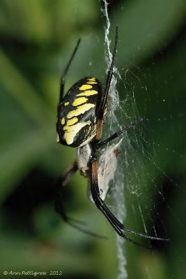 Black and Yellow Garden Spider