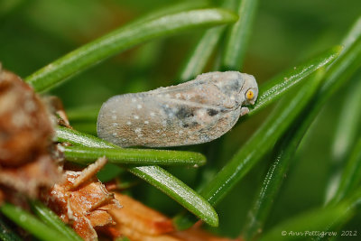 Citrus Flatid Planthopper