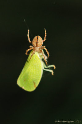 Orbweaver Spider (Eustala) with Planthopper (Acanalonia conica)