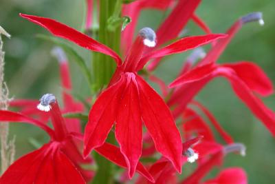 Cardinal Flower