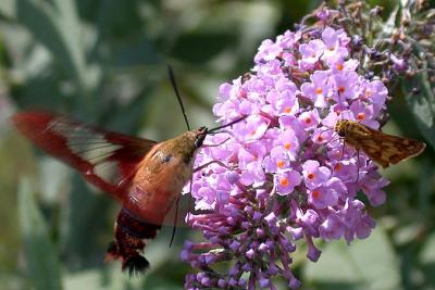 Hummingbird Moth & Peck's Skipper