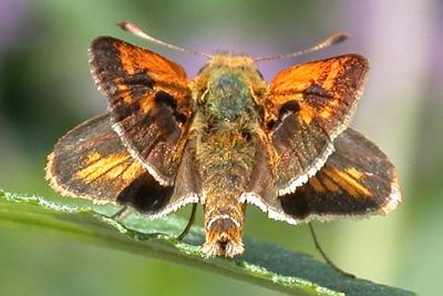 Peck's Skipper