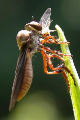 Robber Fly (Holcocephela)