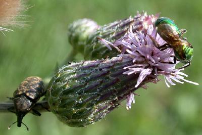 Snout Beetle & Green Bee