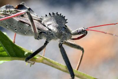 Wheel Bug