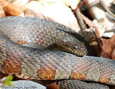 Northern Water Snake - Male