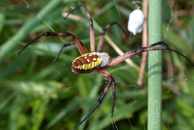 Argiope