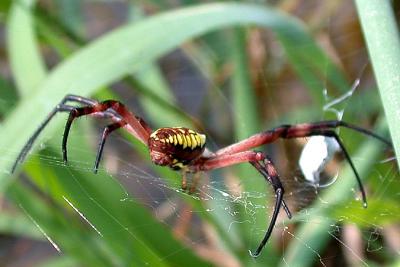 Argiope