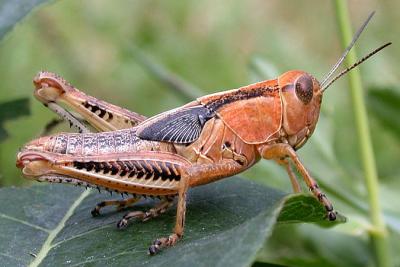 Differential Grasshopper