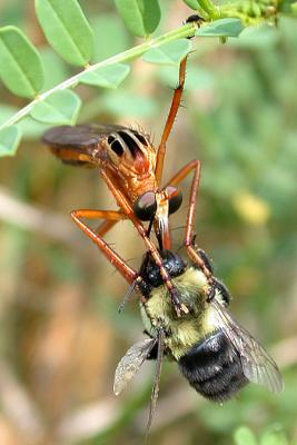 Robber Fly (Diogmites neoternatus)