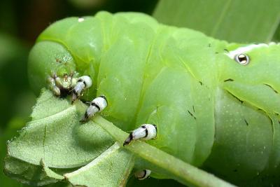 Tobacco Hornworm (Carolina Sphinx) on Deadly Nightshade