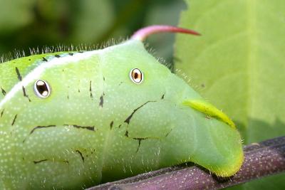 Tobacco Hornworm (Carolina Sphinx) on Deadly Nightshade