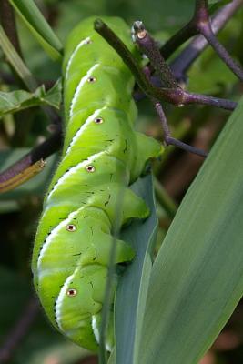 Tobacco Hornworm (Carolina Sphinx) on Deadly Nightshade