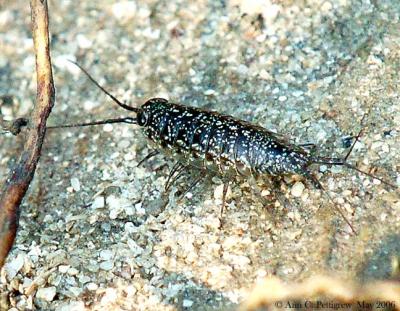 Ligia sp. (Rock Slater)