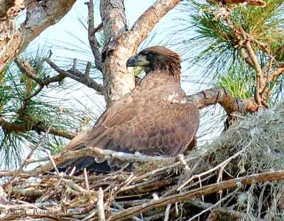 Bald Eagle - Juvenile