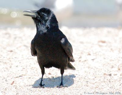Beach Crow 