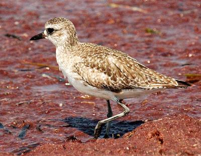 Black-bellied Plover