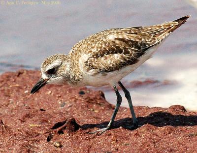 Black-bellied Plover