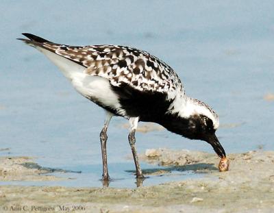 Black-bellied Plover