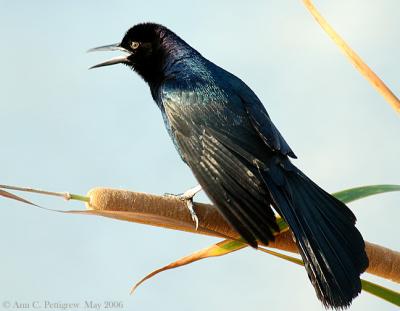 Boat-tailed Grackle - Male