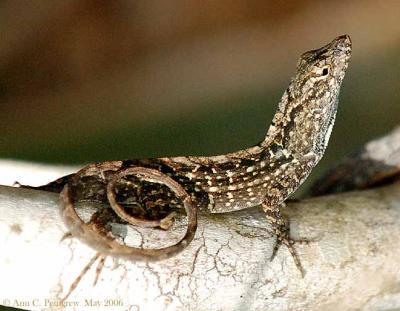 Brown Anole