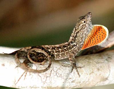 Brown Anole Displaying