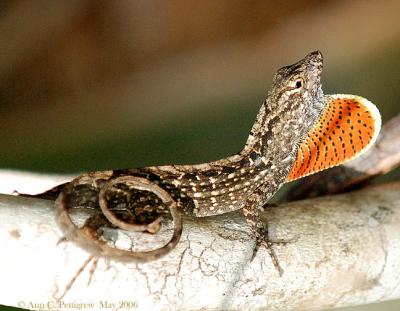 Brown Anole Displaying