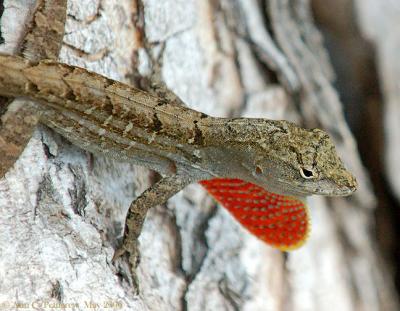 Brown Anole Displaying