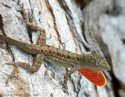 Brown Anole Displaying