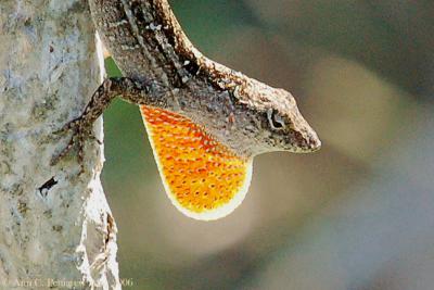 Brown Anole Displaying